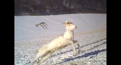 VIDEO – Deer Sheds His Antlers, Completely Freaks Out