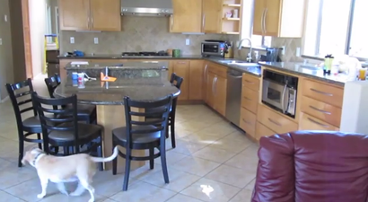 VIDEO – A Family Put A Hidden Camera In Their Kitchen. What Their Dog Got Up To Is Just Amazing