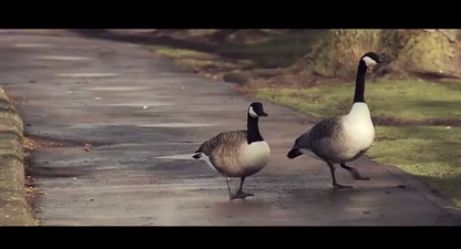 VIDEO – Cork’s Talking Ducks – It Does Exactly What It Says On The Tin