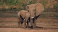 ‘Killed By An Ivory Poacher’s Poisoned Arrow’ – One Of World’s Largest Elephants Dies
