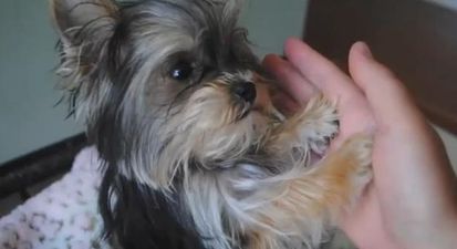 VIDEO – World’s Smartest Puppy – Meet Misa, The Very Talented Yorkie Puppy