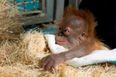 Pongo The Orangutan Meets His Mother For The First Time Since Birth