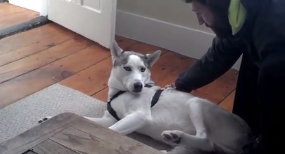 Video: Laugh A Minute – Watch Blaze The Husky Who Verbally Refuses To Get Into His Kennel