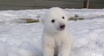 VIDEO – Polar Bear Cub Is Introduced To Snow For The First Time… His Reaction Is Heart Melting