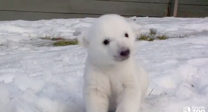 VIDEO – Polar Bear Cub Is Introduced To Snow For The First Time… His Reaction Is Heart Melting