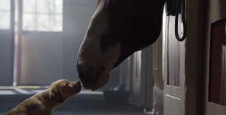 VIDEO: Stop Whatever You’re Doing And Watch The Heartwarming New Budweiser Ad