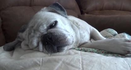 VIDEO – Feeling A Bit Tired On This Wonderful Monday? These Snoring Pugs Certainly Are