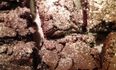 Recipe: Dairy-Free Chocolate Brownies