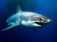 PICTURE: Too Close For Comfort – Photographer Shares Snap of Shark, 50m From Coastline