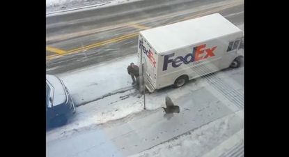 VIDEO – The Turkey Trot, UPS Delivery Guy Gets Chased Around A Van By A Wild Turkey