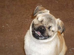 In Pictures: Meet Xander, The Adorable Blind Service Pug Who Helps Victims Of Abuse