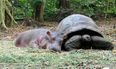 Best Buds – The Adorable Friendship of a Hippo and a Tortoise