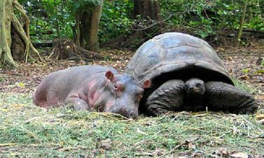 Best Buds – The Adorable Friendship of a Hippo and a Tortoise