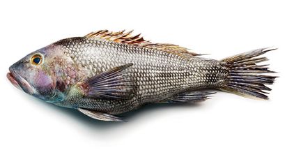 There’s A Time And A Plaice: Police Hunt For Irish Teen Who Slapped Shop Worker Across Face With Fish