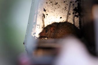 Scientists Discover A ‘Very Hairy’ Marsupial That Dies From Frantic Mating Sessions
