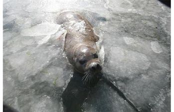Pic Of The Day: Zoo Workers Break Icy Lake To Help Trapped Seal