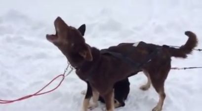 VIDEO: The “Blah Blah” Dog is One of the Greatest Things on the Internet Right Now