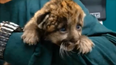 VIDEO: A One-Week-Old Panther Kitten Is Saved From Hypothermia By Vets