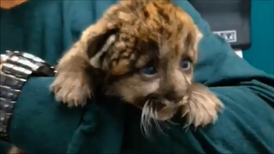 VIDEO: A One-Week-Old Panther Kitten Is Saved From Hypothermia By Vets