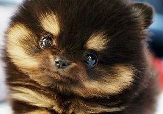 10 Things… That Make You Go “Aww”