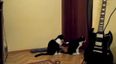 VIDEO – Cat Attempts to Apologize To Another Cat… But It’s Not What You Think