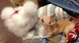 Best Buds – This Fluffy Chicken And Cute Chihuahua Are Friends For Life