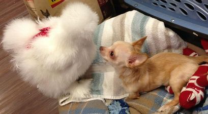 Best Buds – This Fluffy Chicken And Cute Chihuahua Are Friends For Life