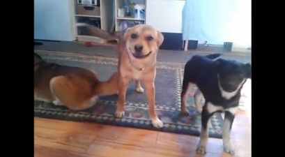 VIDEO – Stop Everything, We Have Found The Happiest Dog Alive