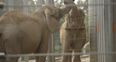 WATCH: Awww – First Meeting Of Two Elephants Creates Incredible Bond