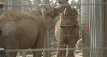 WATCH: Awww – First Meeting Of Two Elephants Creates Incredible Bond