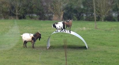VIDEO: These Goats Are Having the Absolute Craic On This Sheet of Metal