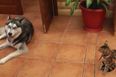 VIDEO: This Dog Just Wants to Play But His Cat Friend Is Not Amused
