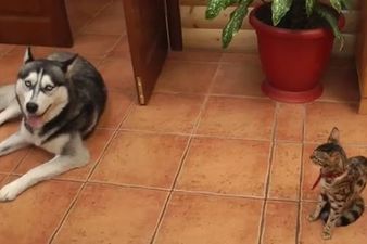 VIDEO: This Dog Just Wants to Play But His Cat Friend Is Not Amused