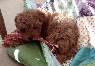 Too Cute! Superstar Singer Shows Off Gorgeous New Addition to the Family