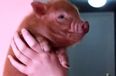 VIDEO: Compilation of Micro Pigs Acting Cute