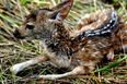 Pic Of The Day: Brave Young Boy Risks His Life To Save Baby Deer From Drowning