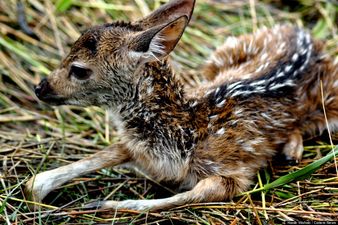 Pic Of The Day: Brave Young Boy Risks His Life To Save Baby Deer From Drowning
