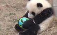 VIDEO: This Baby Panda Just Really Loves His Ball