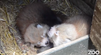 Watch: Rare Red Panda Twins Born in New Zealand Zoo