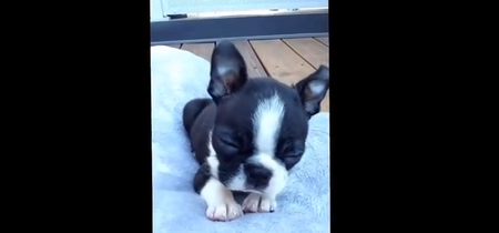 Watch: Adorable Boston Terrier Puppy is Lulled to Sleep With a Lullaby