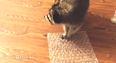 VIDEO – We’ve All Been There, Raccoon Loves Popping Bubble Wrap