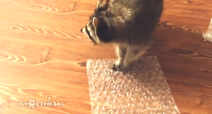 VIDEO – We’ve All Been There, Raccoon Loves Popping Bubble Wrap