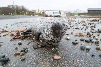 PICTURE – This Poor Little Seal Got Stranded By The Storm In Cornwall