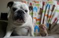 Don’t Mess With Hammie – Protective Bulldog Befriends Family Of Kittens
