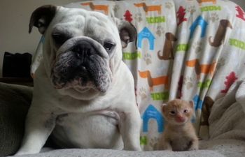 Don’t Mess With Hammie – Protective Bulldog Befriends Family Of Kittens