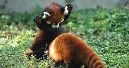 Definitive proof that Red Pandas are the best animal ever