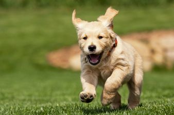 Minister For Agriculture Introduces New Animal Welfare Legislation