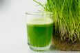 Going Green! Kickstart Your Morning With This Delicious Wheatgrass Juice