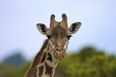 Picture: Giraffe Shares Heartbreaking Goodbye With Dying Zoo Worker