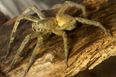 Family Flees Home For Three Days When They Find Killer Spiders